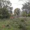 Земельный участок в поселке Радовичи