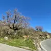 Участок в городе Будва