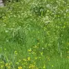 Участок в городе Котор