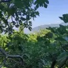 Участок в городе Тиват